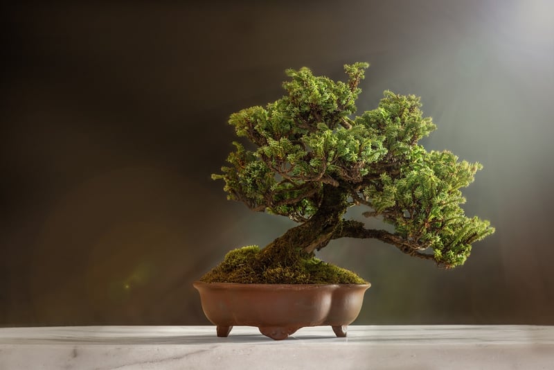 Indoor Plants